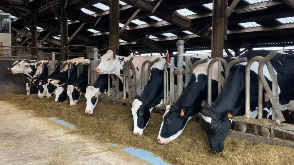 Vaches laitières