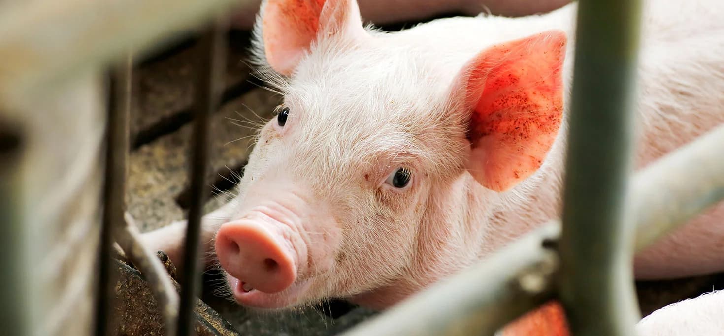 Porc