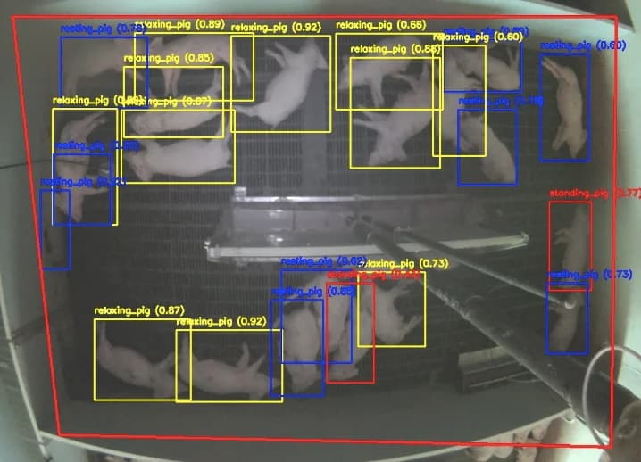Des porcs dans leur espace d’élevage