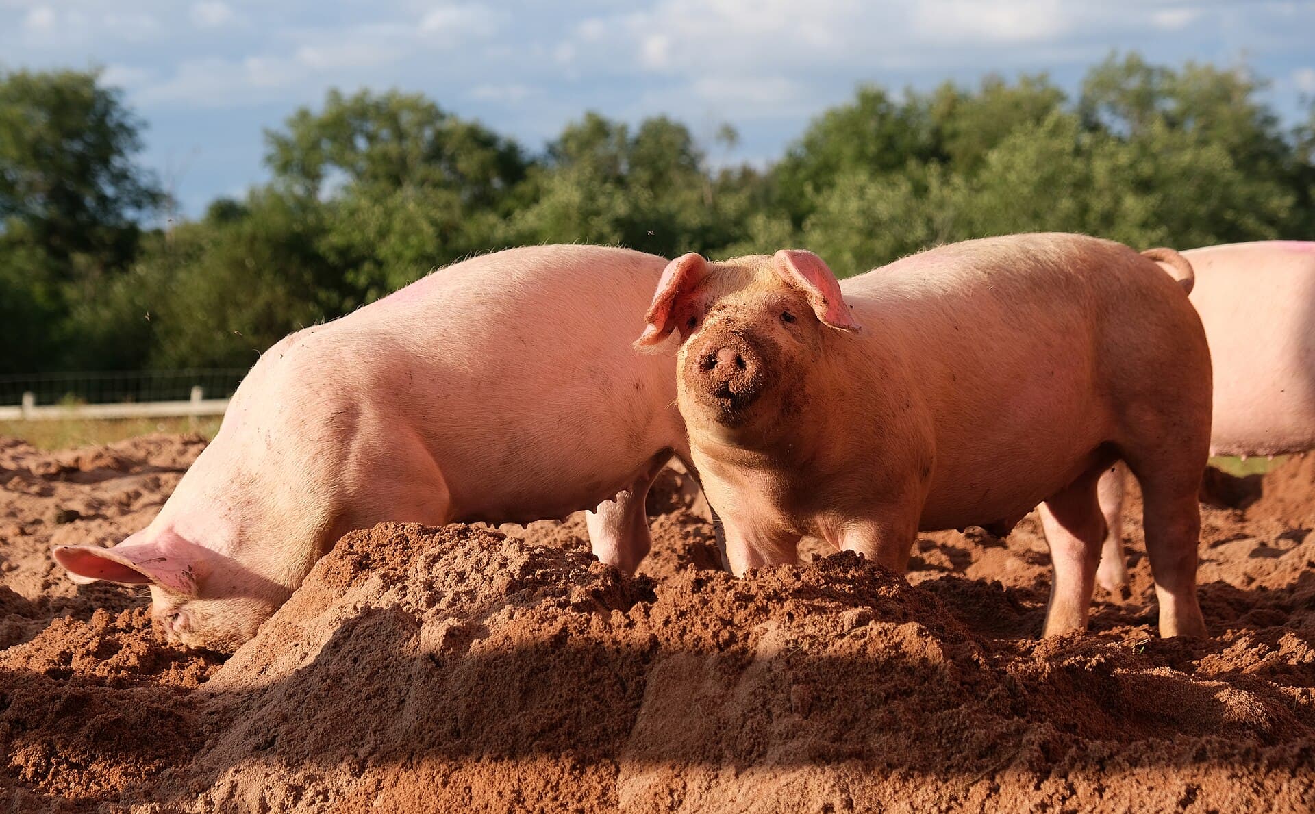 Des porcs dans leur espace d’élevage