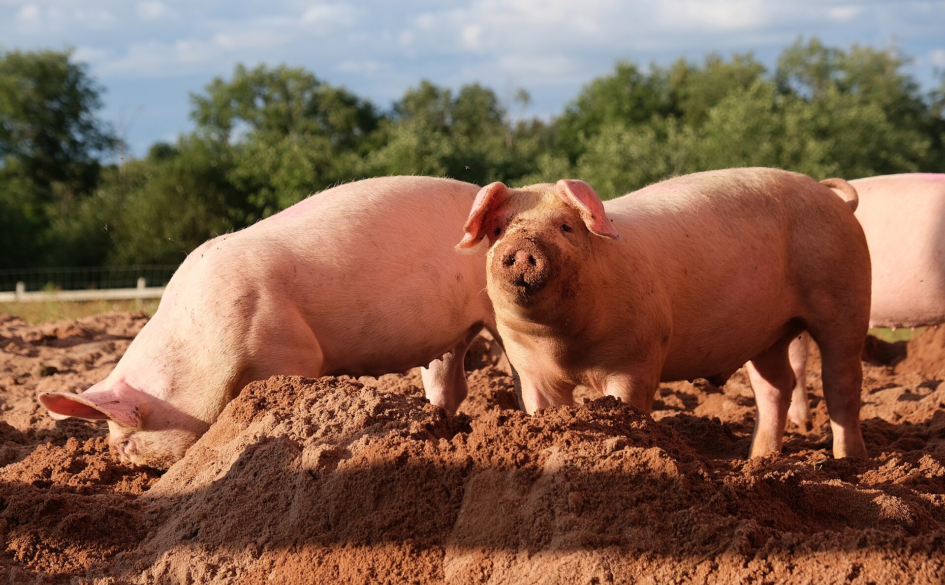 Porcs charcutiers dans un élevage en plein air